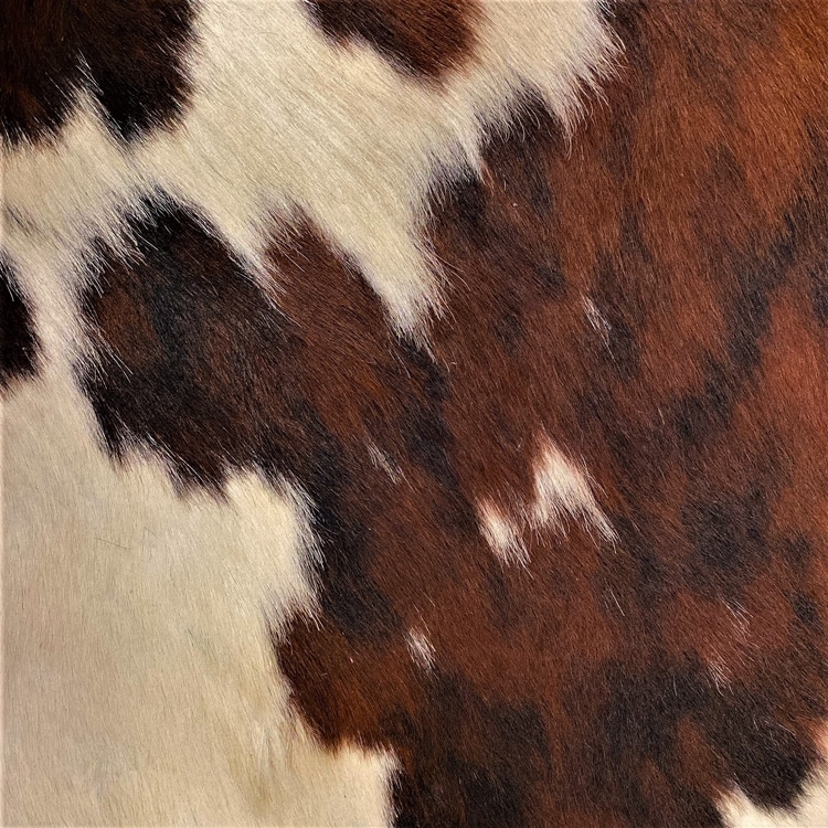 Tri Color Brindle